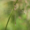 IMG_1369 Lestes barbarus